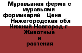 Муравьиная ферма с муравьями, формикарий › Цена ­ 3 690 - Нижегородская обл., Нижний Новгород г. Животные и растения » Другие животные   . Нижегородская обл.